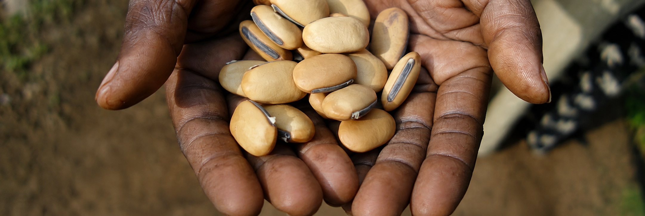 Hands holding heirloom seeds
